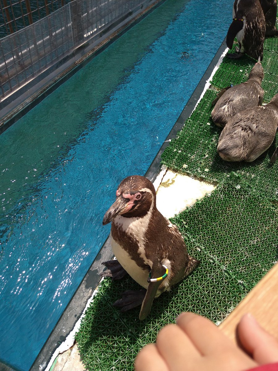 地方の良い感じの水族館が終わり 映え クラゲ 高額入場料 な都市の水族館に置き換わっていく流れに色々考えてしまうみなさん 2ページ目 Togetter