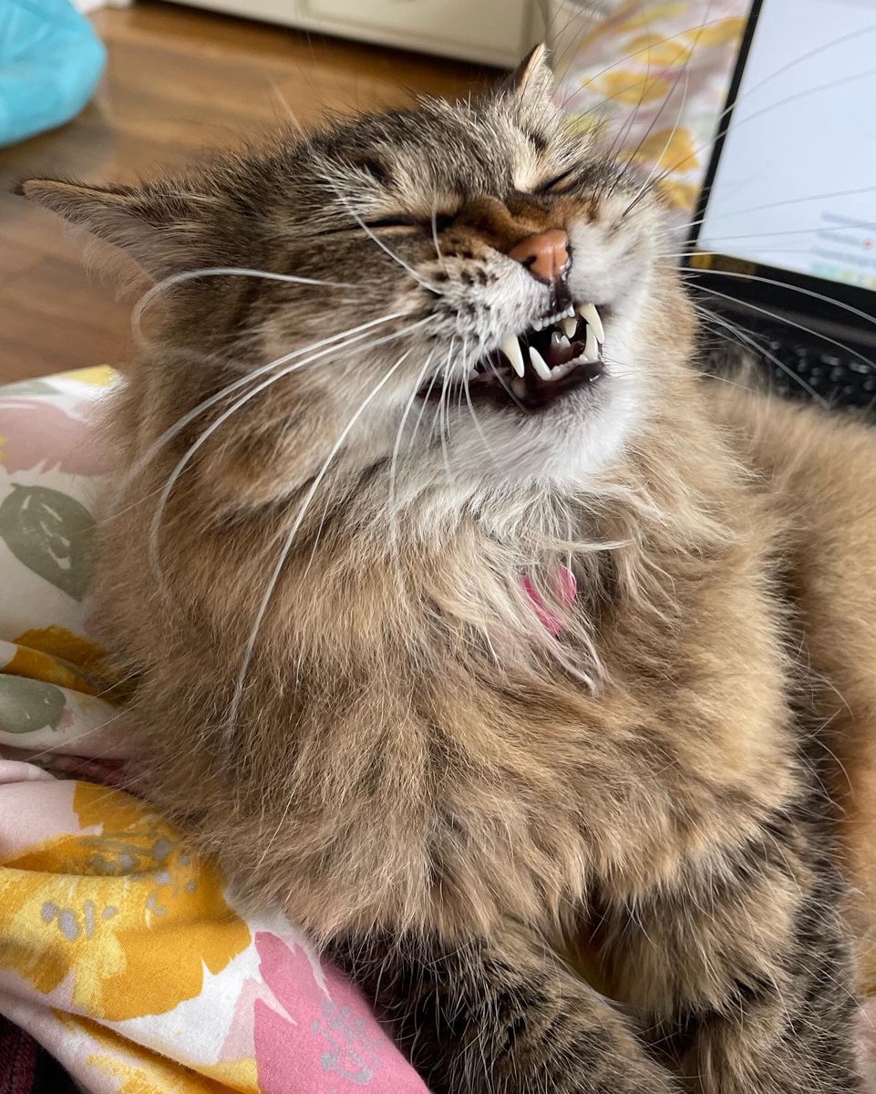 Gwenthebabber's tweet photo. Sneeze 🤧 then pose 😙 https://t.co/eEKb63YLzD