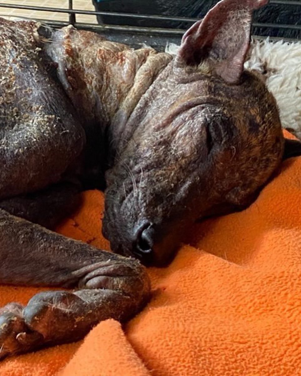 AnimalSOSSLanka's tweet photo. We rescued this #dog that has a twisted leg, most likely from an accident

She is also emaciated, almost hairless and has tick fever, yet is so incredibly sweet and humble 🧡

Please join us in helping to fund all her treatments to get her well

Paypal - donate@animalsos-sl.com https://t.co/oCtP04I0Dm