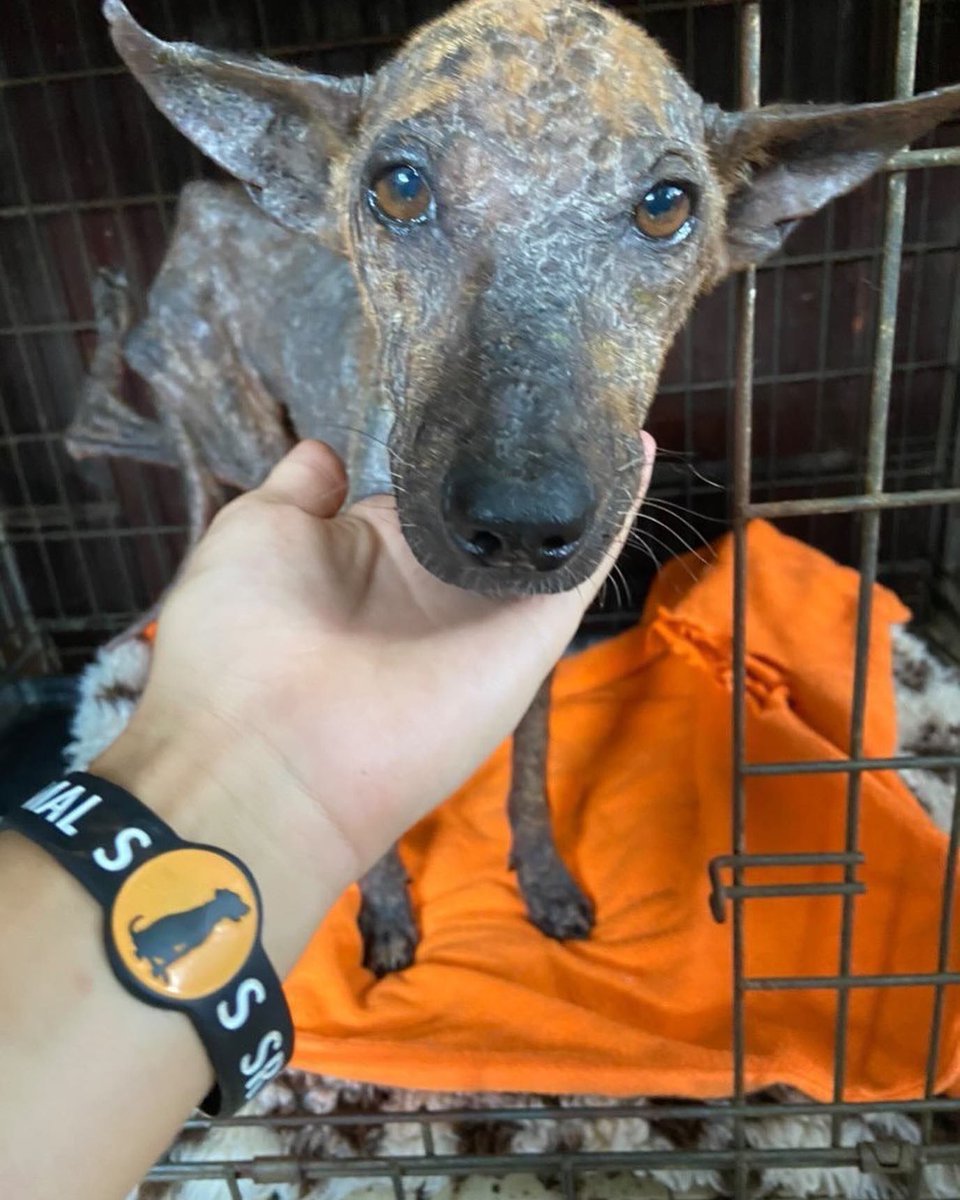 AnimalSOSSLanka's tweet photo. We rescued this #dog that has a twisted leg, most likely from an accident

She is also emaciated, almost hairless and has tick fever, yet is so incredibly sweet and humble 🧡

Please join us in helping to fund all her treatments to get her well

Paypal - donate@animalsos-sl.com https://t.co/oCtP04I0Dm