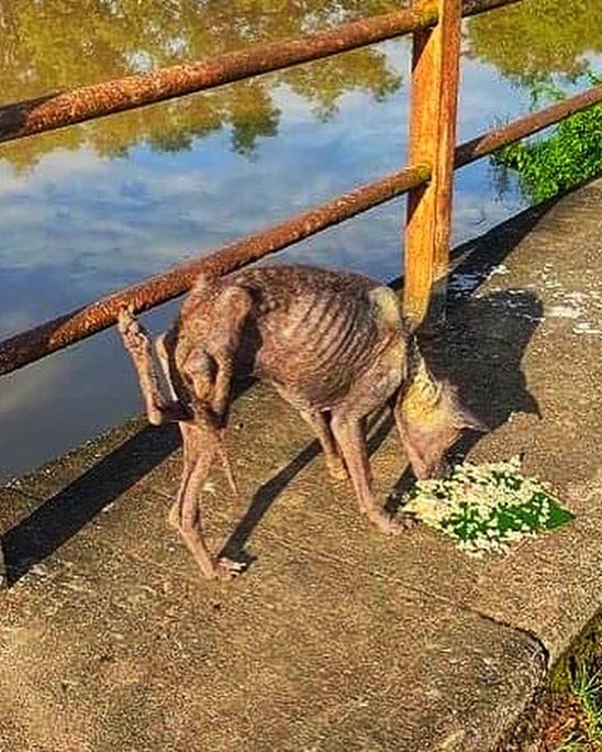 AnimalSOSSLanka's tweet photo. We rescued this #dog that has a twisted leg, most likely from an accident

She is also emaciated, almost hairless and has tick fever, yet is so incredibly sweet and humble 🧡

Please join us in helping to fund all her treatments to get her well

Paypal - donate@animalsos-sl.com https://t.co/oCtP04I0Dm