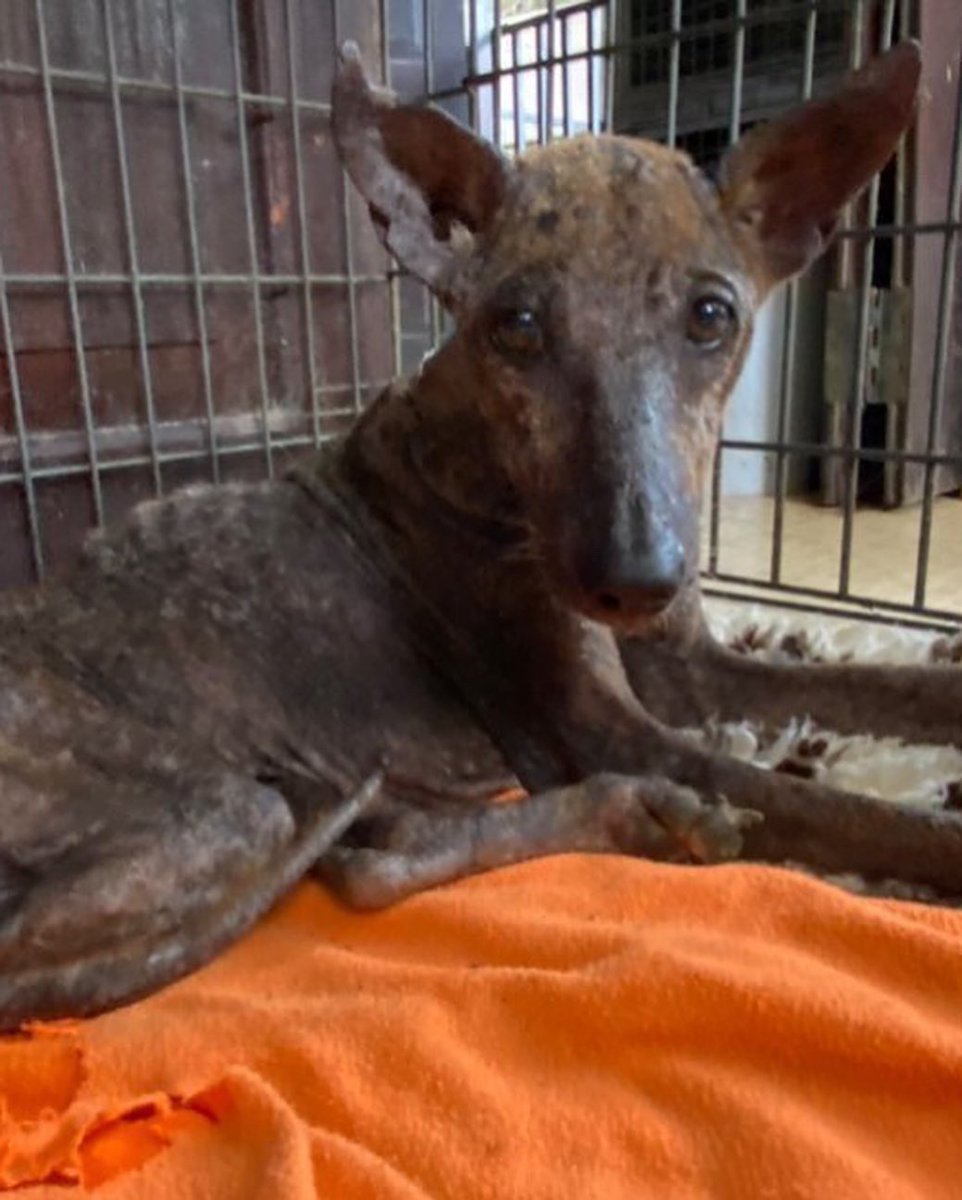 AnimalSOSSLanka's tweet photo. We rescued this #dog that has a twisted leg, most likely from an accident

She is also emaciated, almost hairless and has tick fever, yet is so incredibly sweet and humble 🧡

Please join us in helping to fund all her treatments to get her well

Paypal - donate@animalsos-sl.com https://t.co/oCtP04I0Dm