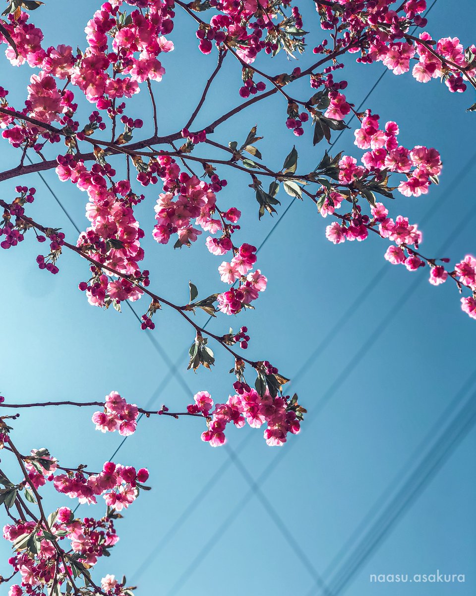 Sakura blossomed in Russia🌸💕

♡*:. o(≧▽≦)o .:*♡

╭━━━━━━━━━━╮
┃    Shot on: iPhone    ┃
┃ Inst: naasu.asakura ┃
╰━━━━━━━━━━╯