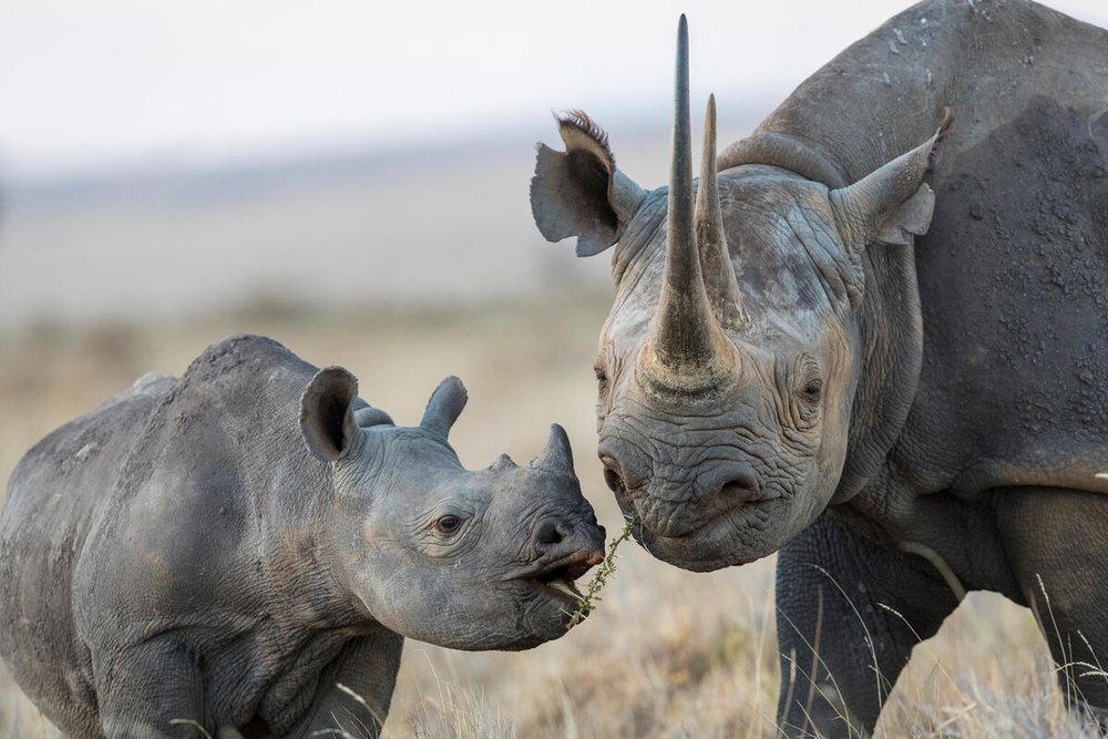 WWF_Kenya's tweet photo. As we celebrate #MothersDay, we have in mind all the sacrifices that moms make to nurture and protect their children. The wild, too, has incredible moms who go the extra the mile to ensure their young ones survive, teaching them how to find food and protect themselves. https://t.co/spb27SfMQO