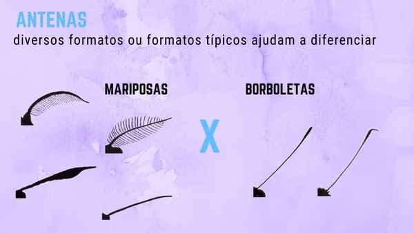 Dudadabio's tweet photo. Além disso, outro ponto a se considerar é o formato de suas antenas, já que as das mariposas são bem mais diferentes e detalhadas.
Foto do G1:
#biotwits https://t.co/37V3GX821b