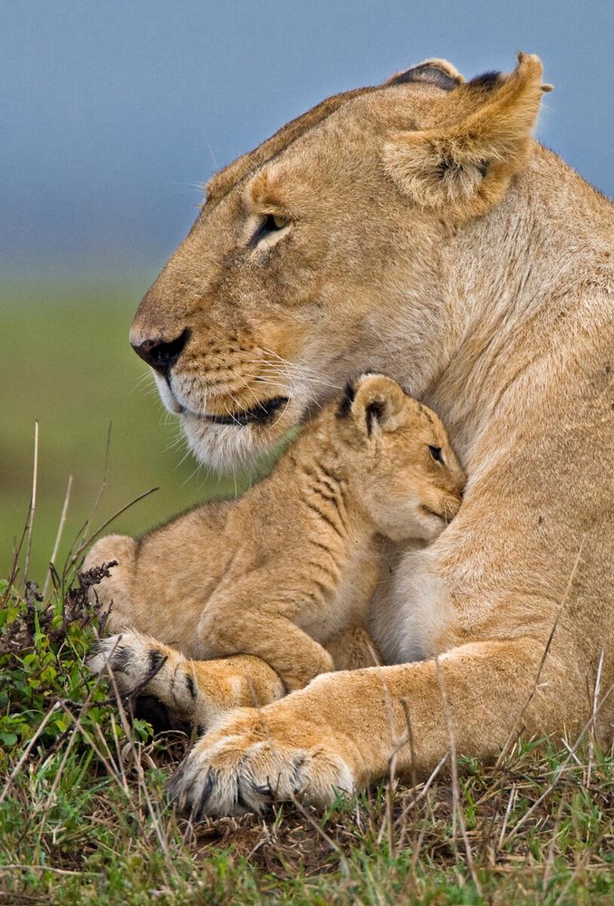 WWF_Kenya's tweet photo. As we celebrate #MothersDay, we have in mind all the sacrifices that moms make to nurture and protect their children. The wild, too, has incredible moms who go the extra the mile to ensure their young ones survive, teaching them how to find food and protect themselves. https://t.co/spb27SfMQO