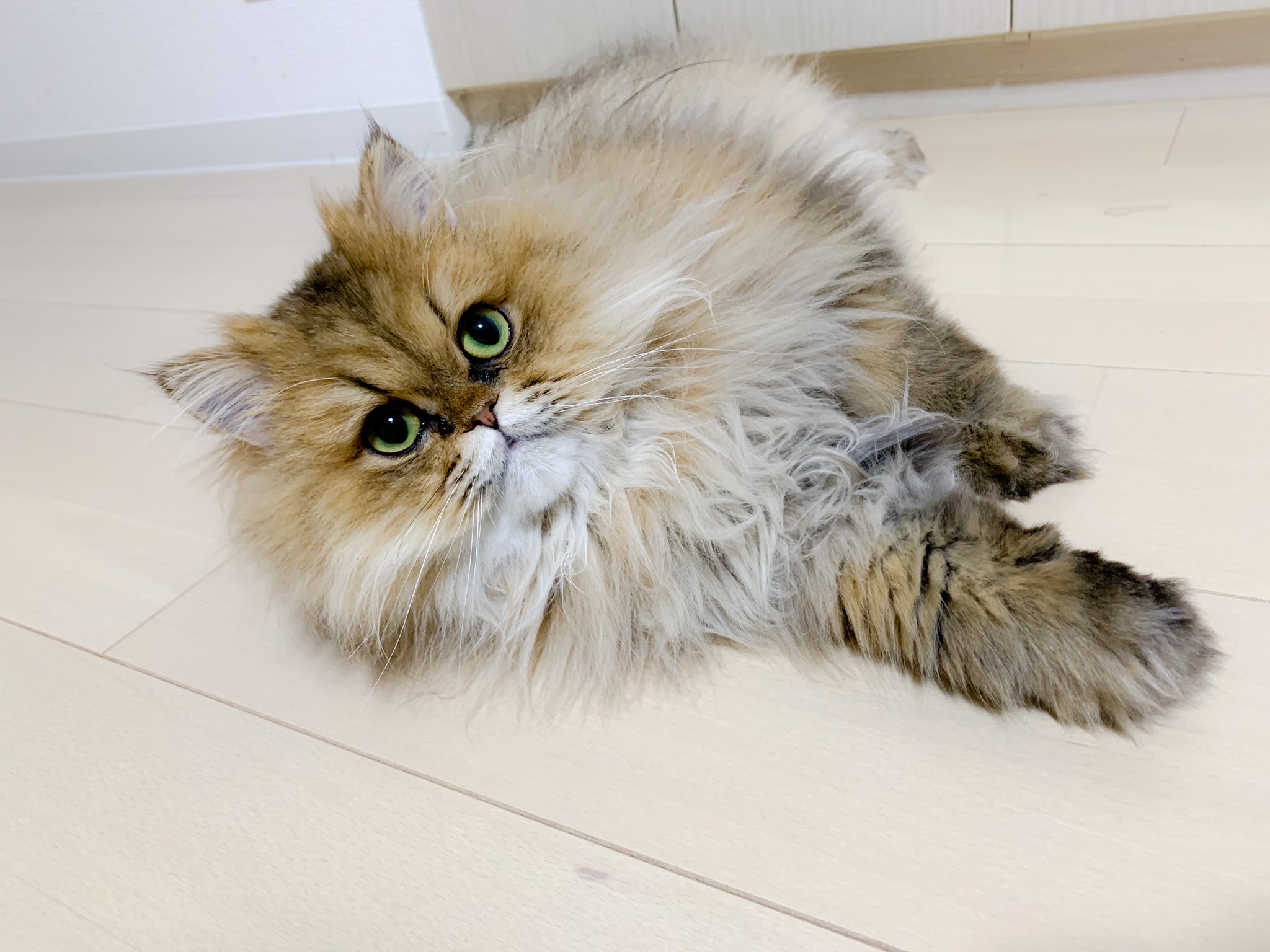 オリオン ペルシャ猫 モデルさんのような 安定感 今日もとても可愛い ペルシャ猫 チンチラゴールデン シェーデッド 顔ペチャ 猫 猫画像 猫好きさんと繋がりたい 猫のいる暮らし ヘーゼル T Co Ipq58jpoie Twitter