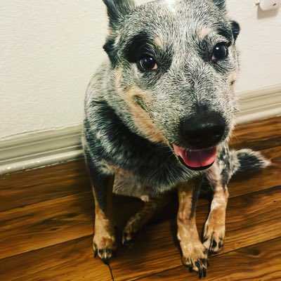 CaliCattleDogs's tweet photo. #NewProfilePic featuring, Lambo, our mama in celebration of #MothersDay https://t.co/1geSCN6h2O