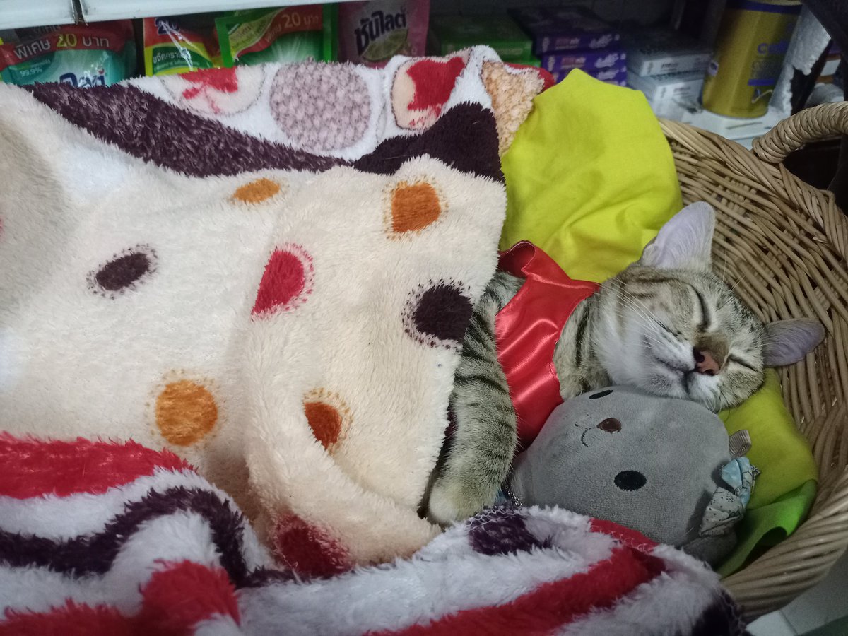 MaprangWaaan's tweet photo. #สุขสันต์วันอาทิตย์ #นู๋มะปรางสายแฟ https://t.co/c0KM8ioHx3