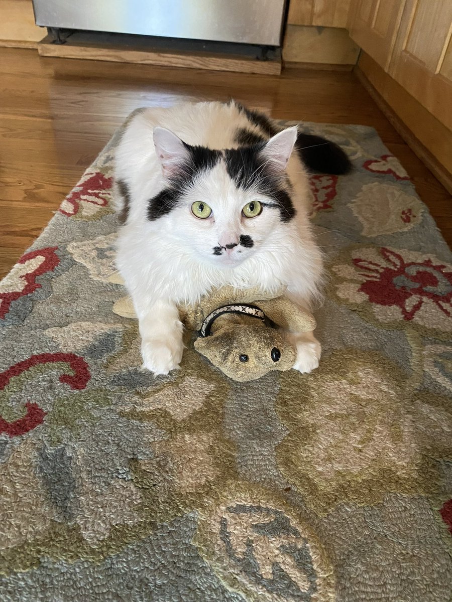 TazTheDevilCat's tweet photo. This is my dog. I carry him around the house late at night while I yowl. Mom and Dad love that 🙀#CatsofTwittter #prey https://t.co/RuTcBIlhE2