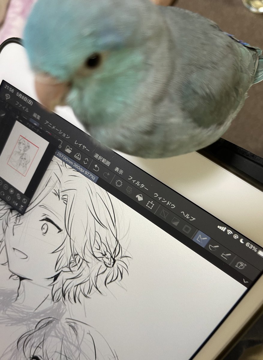おどきよ 