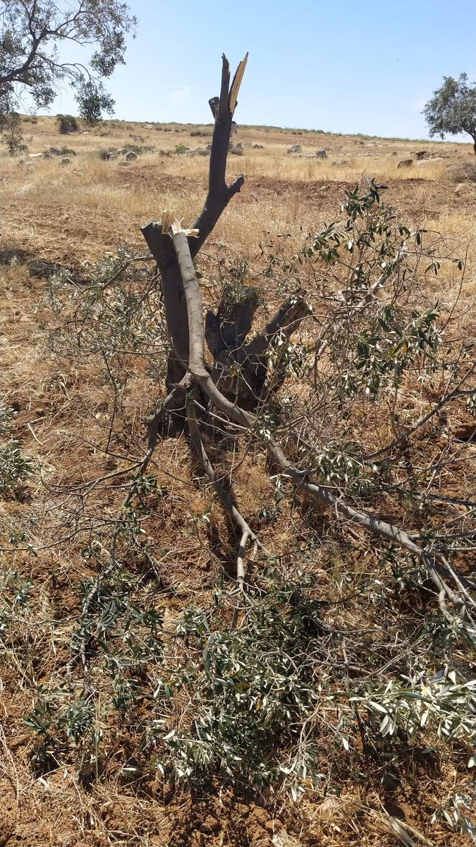 Operation Dove tweet media