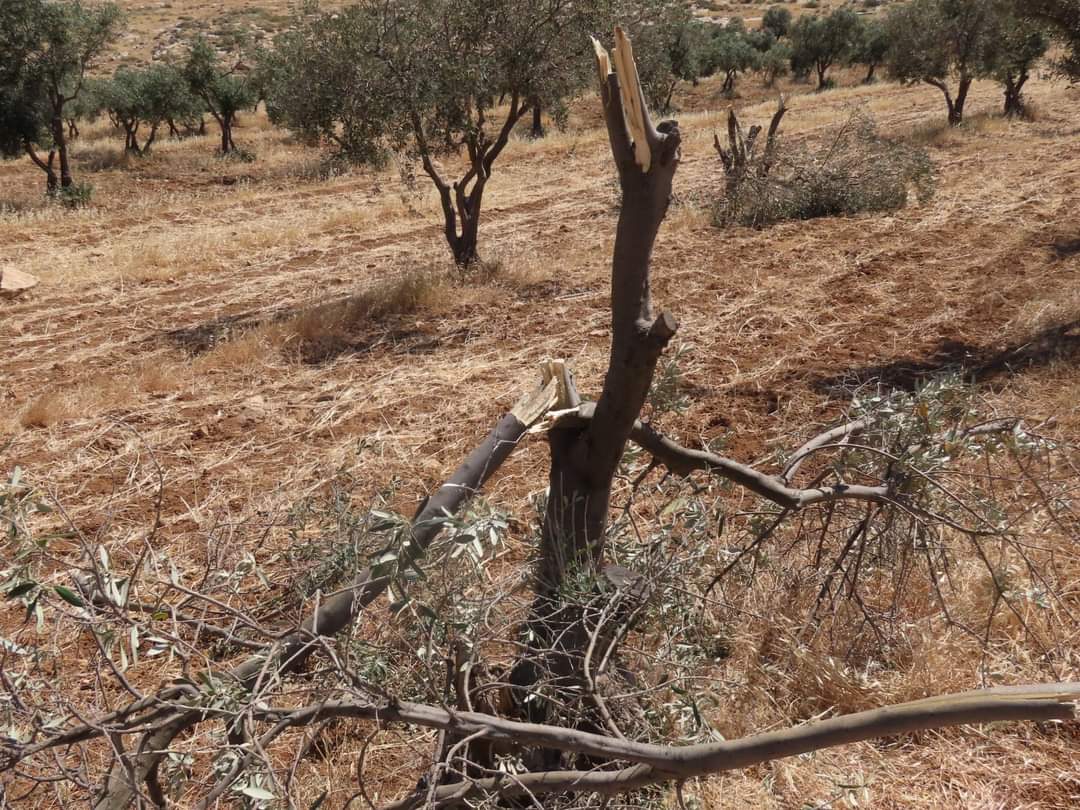 Operation Dove tweet media