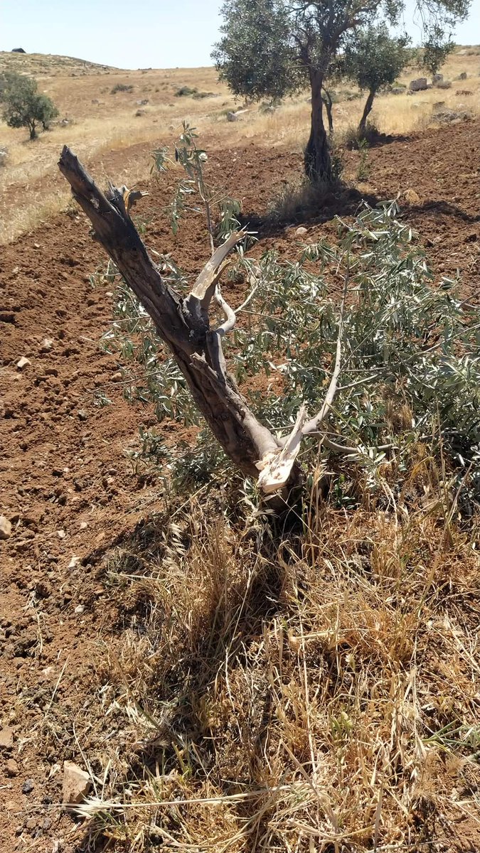 Operation Dove tweet media