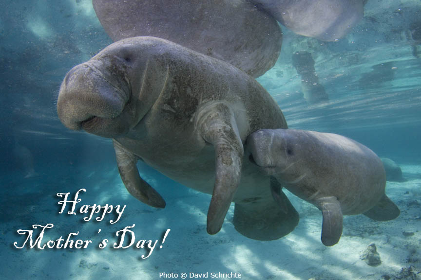 savethemanatee's tweet photo. Happy Mother's Day!
Did you know? Manatee mothers take care of their calves for 1-2 years before they are weaned. During that time the calf nurses, learns how to find food and travel routes.
Learn more about manatee mothers and calves at https://t.co/8DspBpDJaY #MothersDay https://t.co/wq1yg67hpq