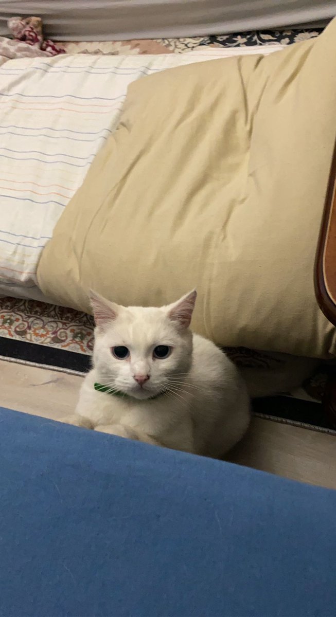 ManuBrandao7's tweet image. uptade: j’ai vue flocon 🤍