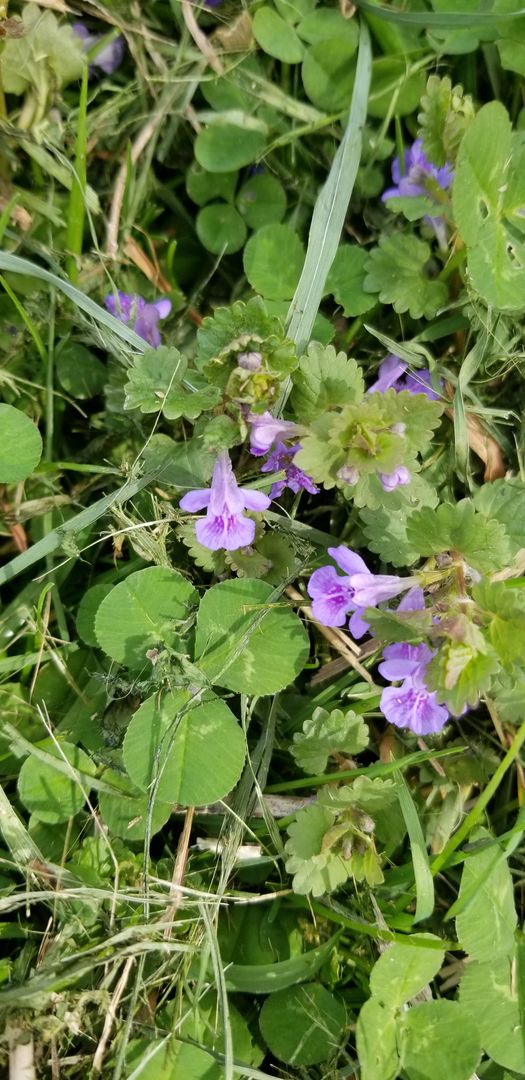 Insanitek's tweet photo. The ground ivy is out, making a carpet of the land along with the clover. Did you know this weed is high is saponins, making it a natural soap? It used to be a plant that our ancestors used to wash their clothes. Simply soak the plants in water to release it. https://t.co/jndwnzl3GT