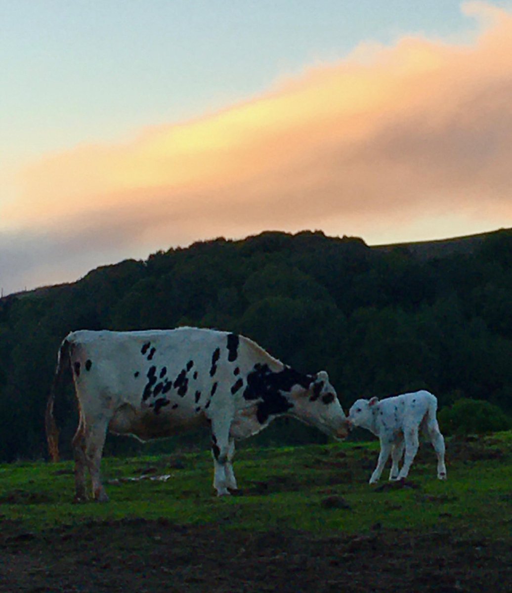 Wishing every mom a beautiful day!

#celebratethebutteronmywaffle
#happymothersday
#bivalvebrunchbunch
#pasturetopalate
