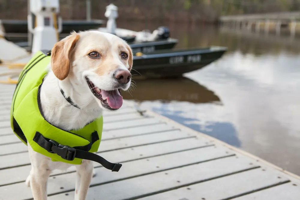 cottagelife's tweet photo. Make a dock ramp for your dog at the cottage
https://t.co/olTSlNvwfM
#Dock #Dogs #DockRamp #DIY #Cottage #CottageDogs https://t.co/v9mXCAiV7D