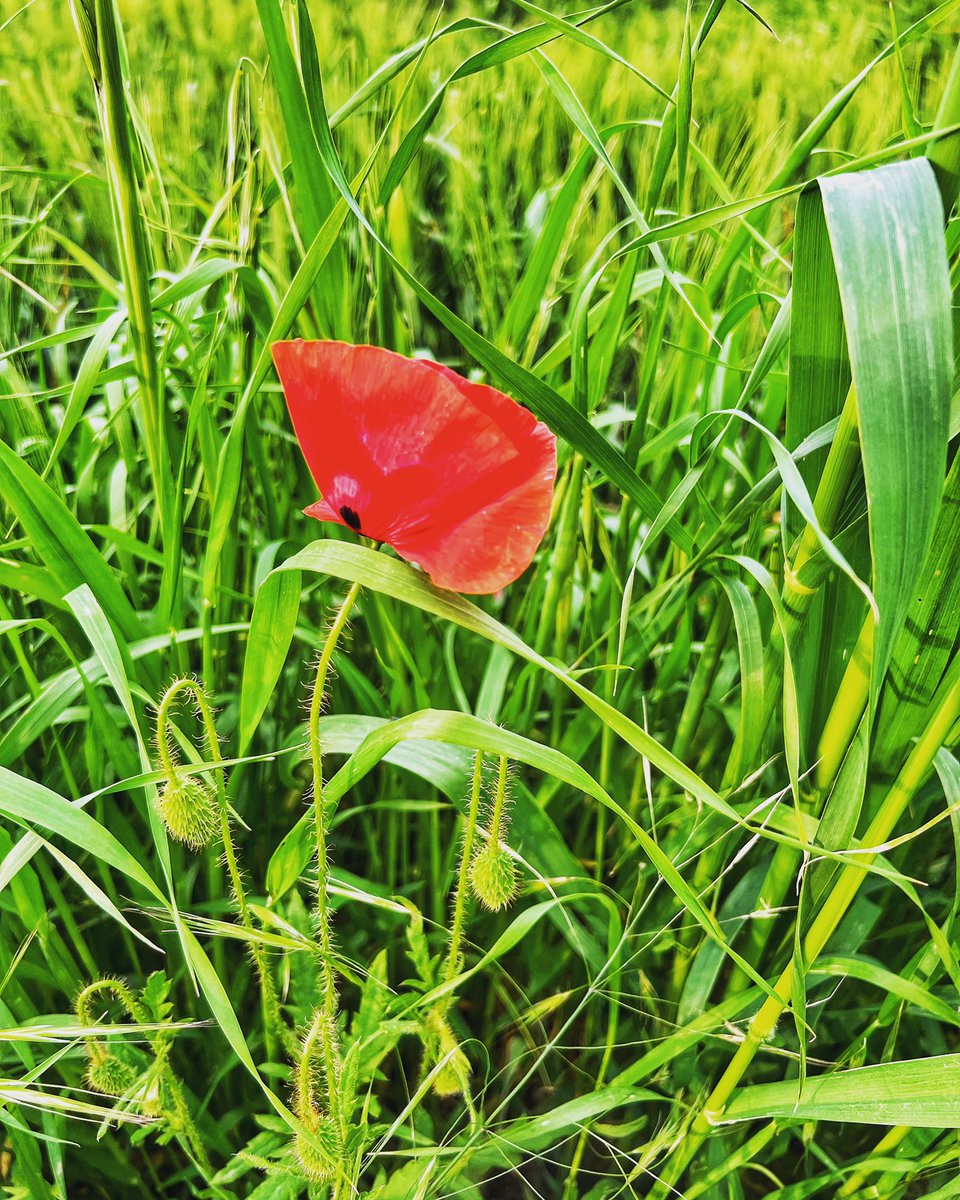 ciaroofficial's tweet photo. Come un fiore in mezzo al verde 
che si culla con il vento… 
io mi cullo nel dolce tuo ricordo…
Dovunque sarai, per me il tuo posto è sempre qui… AUGURI 🌹❤️
#MothersDay #festadellamamma #AuguriMamma #mamma https://t.co/Utdj7K0upz