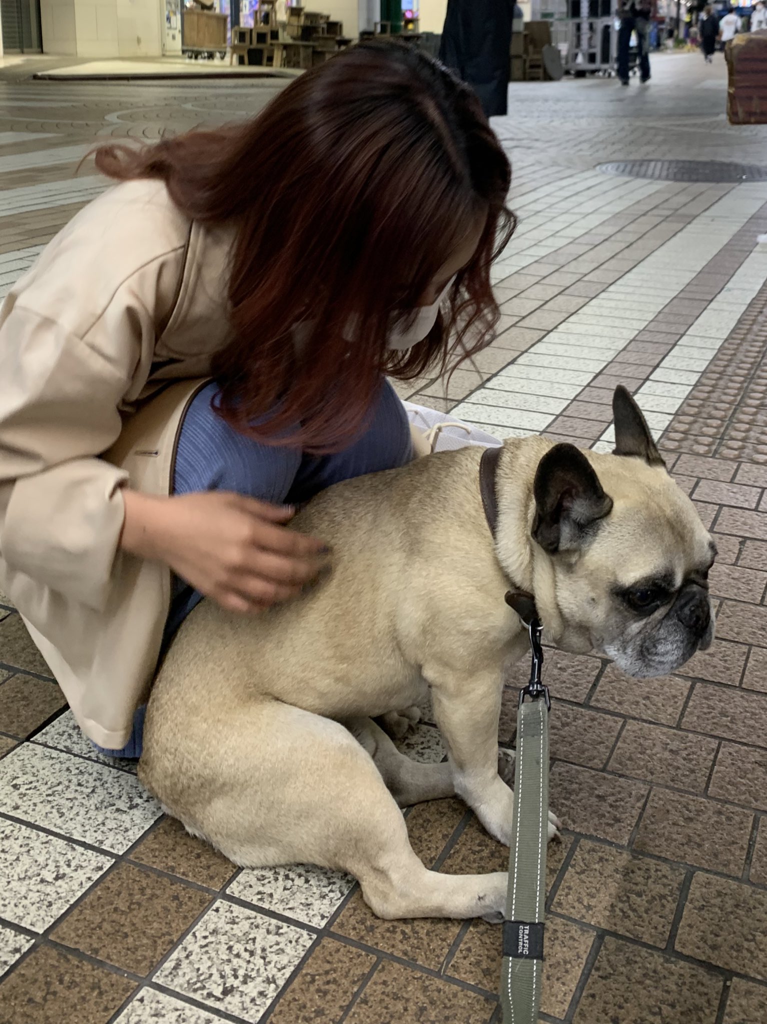 みかん 川崎駅で行方不明だったフレンチブルドッグの吉太郎は 鶴見区の尻手のマンションに繋がれていたところを無事に保護されました 皆様の温かいメッセージと膨大な数の拡散 本当に感謝の気持ちでいっぱいです 自由になった途端に 道で出会った若い