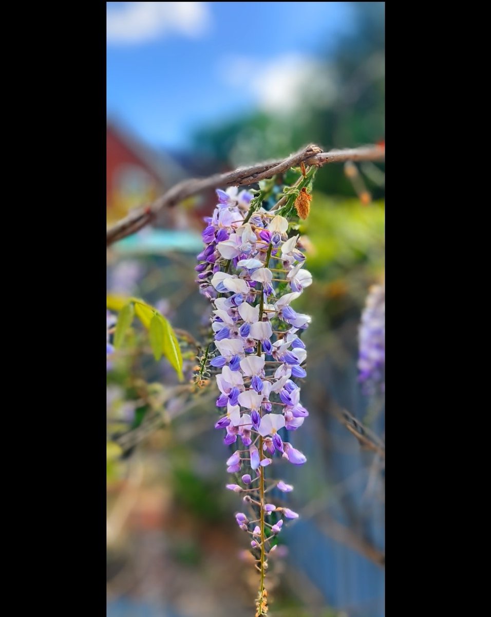 mark28_1's tweet photo. The wisteria has finally come out in flower! Looks beautiful. Shame about the rest of the garden. 😬

#spring #wisteria #greatgardens #gardens https://t.co/W2G7ez3n5V