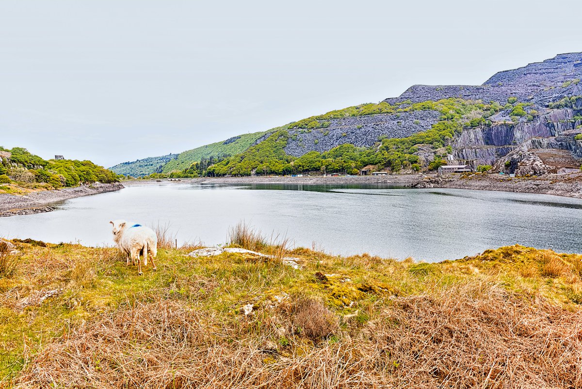 BJRoberts's tweet photo. Accompanied by a lone sheep, I take in an early May view of beautiful Llyn Peris and Dinorwig Power Station. @Ruth_ITV @kelseyredmore @ItsYourWales @northwaleslive @northwalescom @AllThingsCymru @OurWelshLife @NWalesSocial #Llanberis #LlynPeris #SnowdoniaNationalPark #May #Wales https://t.co/WEOyMn7o9j