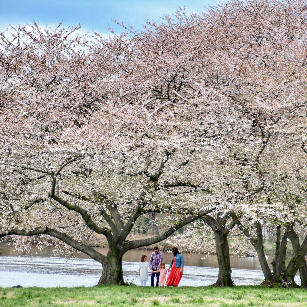 james_jkelly14's tweet photo. Mom is Love. Happy Motherโs Day to all the Moms! ๐ธโค๏ธ๐ท#mom #mothersday #momlife #mother #family #cherryblossom #tree #nature #river #schuylkillriver #kellydrive #findinphilly #philadelphia #philly #phillygram #phillymasters #phillyprimeshots #phillyunโฆ https://t.co/Ja0i6hrjVf https://t.co/haENR2ij3L