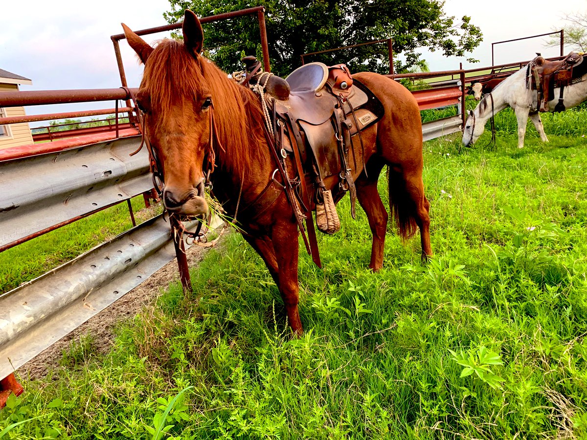 Wyatt_clide_'s tweet photo. Whoever said a horse was dumb, was dumb.โ
-Will Rogers. #forsale #ranchhorse #fancyasf https://t.co/jIlEN5EBEj