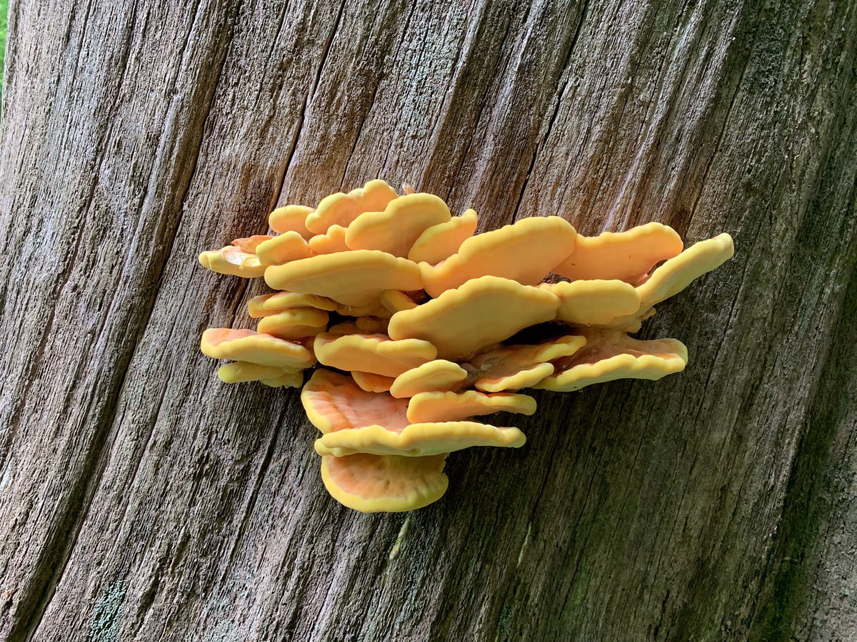 BrainfrackingDE's tweet photo. This is the True Color of the Mushroom 
#NaturePhotography #nature https://t.co/V139Sj7R3J