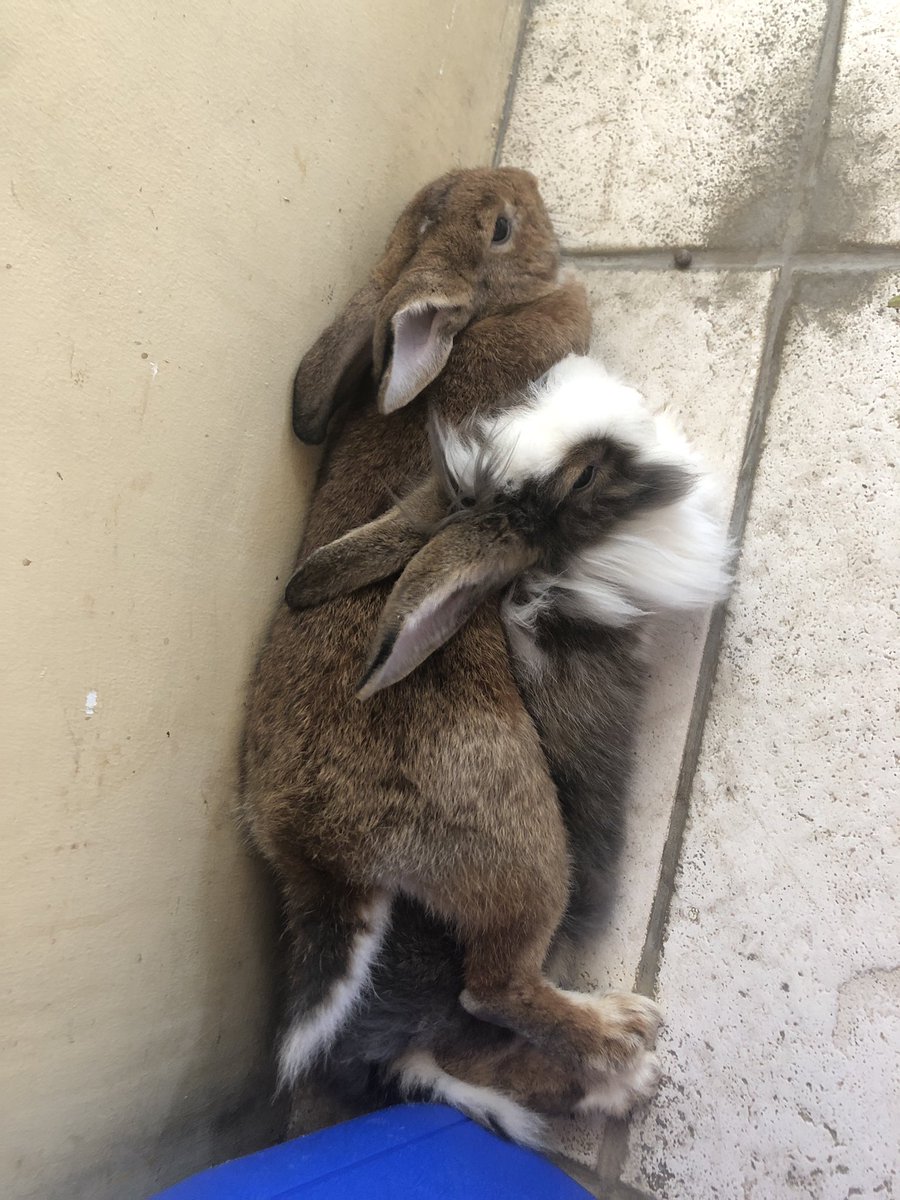 「Why do bunnies just??? 」Res 🎊CosCarni FN06🎊のイラスト