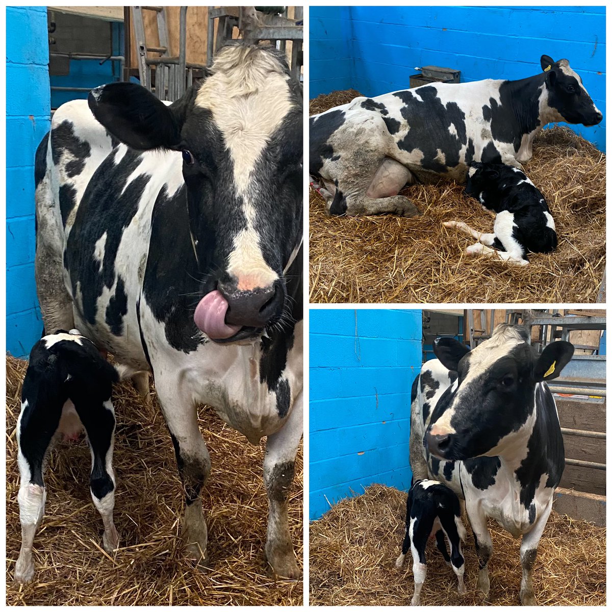 HopewallD's tweet photo. Another of our favourite cows called 2020 had her calf yesterday 💕
A lovely British Friesian Heifer, which will go in to our Honeybee Herd in two years time to produce your daily locally produced sustainable pinta 🥛#rawmilk #milkdelivery #milkinglass #Macclesfield #poynton https://t.co/CVkrXjBNwH