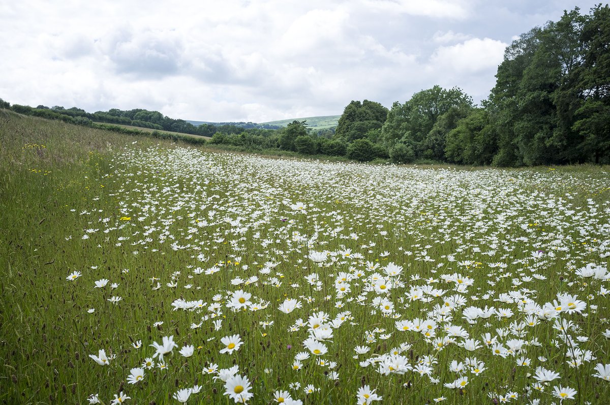 Open Meadows 2022 - which will you choose to visit?
moormeadows.org.uk/events/