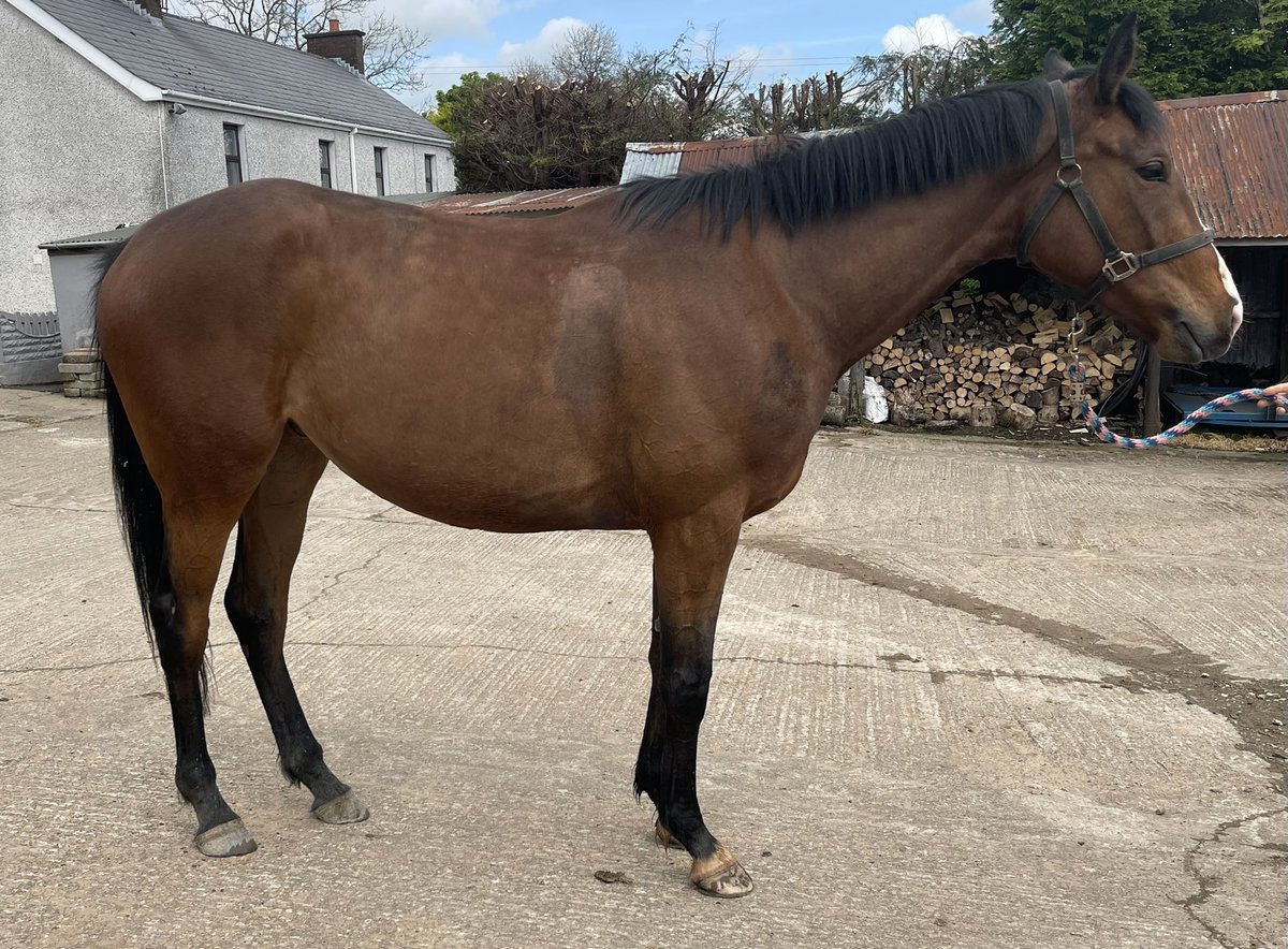 TempleBstock's tweet photo. Annie our 3YO Jet Away filly making tremendous progress in her prep in such a short space of time. Very smart girl #goffs #tattersalls #JetAway #StoreSales https://t.co/s4rORklI7m