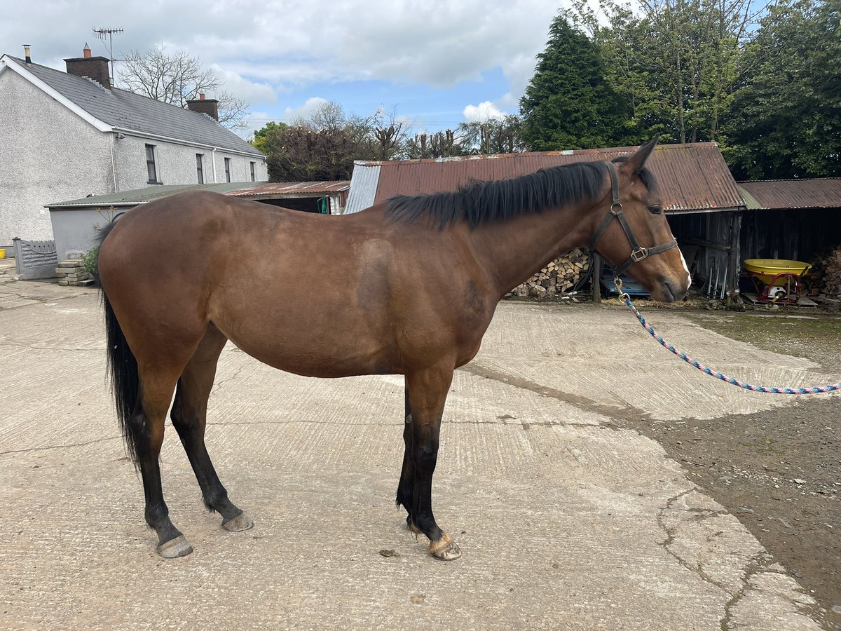 TempleBstock's tweet photo. Annie our 3YO Jet Away filly making tremendous progress in her prep in such a short space of time. Very smart girl #goffs #tattersalls #JetAway #StoreSales https://t.co/s4rORklI7m
