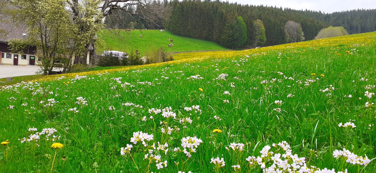 frauhasenklee's tweet photo. Das etwas eingetrübte Wetter lässt die Frühlingsfarben der Natur leuchten.
#Wiesenschaumkraut, #Kuckuckslichtnelke, #Traubenkirsche. https://t.co/mwry7dFXVn