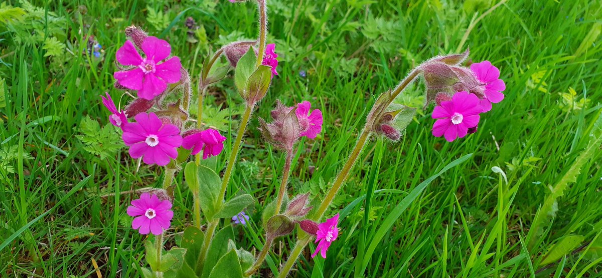 frauhasenklee's tweet photo. Das etwas eingetrübte Wetter lässt die Frühlingsfarben der Natur leuchten.
#Wiesenschaumkraut, #Kuckuckslichtnelke, #Traubenkirsche. https://t.co/mwry7dFXVn