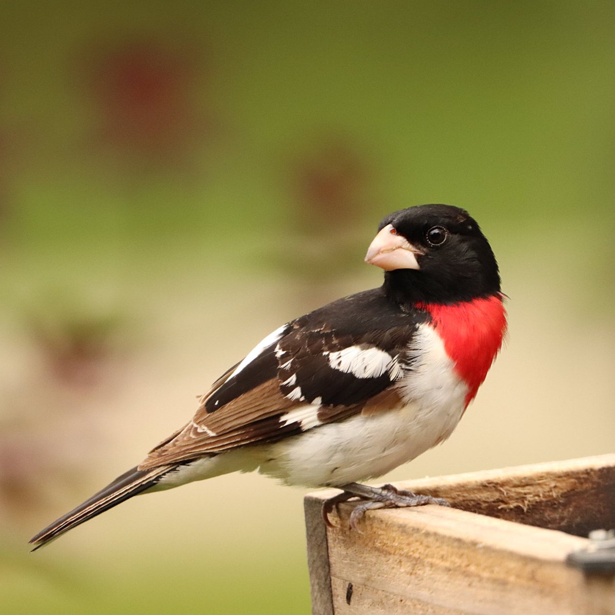 A juvenile rose-breasted grosbeak stopped by for dinner last night... isn't he handsome?
#rosebreastedgrosbeak #grosbeak #grosbeaks #birding #birdfeeding #birdfeed #juvenilebird #juvenilebirds #juvenile #beavercreekohio #beavercreekbirding