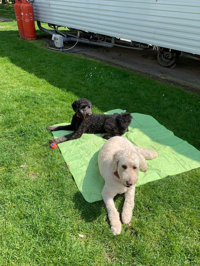 _GoldenDoodle1's tweet photo. Chilling with my sister @ Talacre Beach 😊❤️ https://t.co/sugjqsjghm