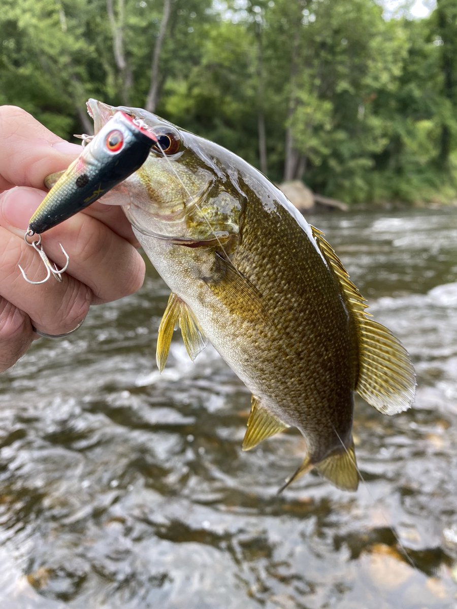 FishingGrahamNC's tweet photo. Topwater Smallmouth are life!! #smallmouthbass #smallwater #littlelakes #wnc #finessefishing #topwaterbaits #prespawn #wading https://t.co/Hx63lnJ3rX