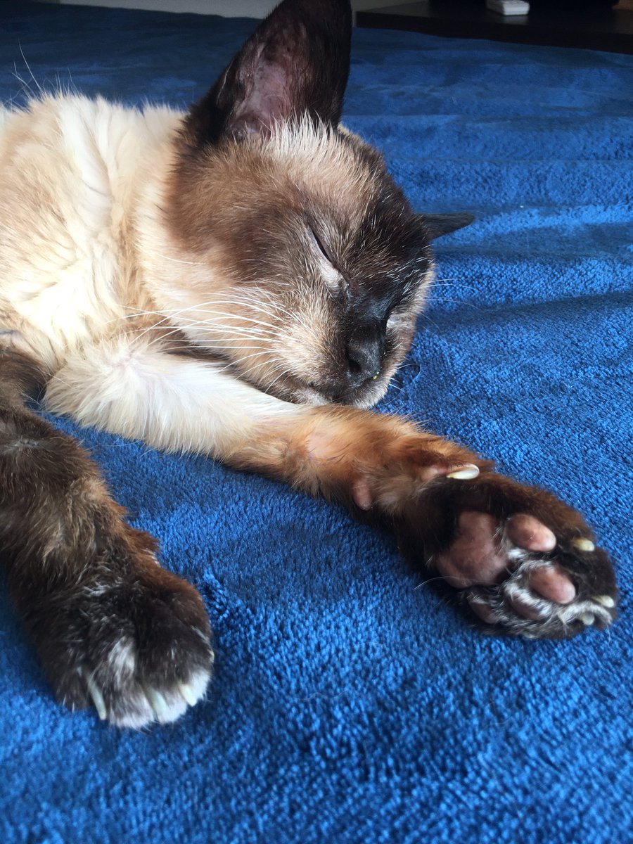 vhtechio's tweet photo. Qual é a idade do seu pet? How old is your pet? 🐶🐱. Fufa - 23 anos/23 years old. #CatsofTwitter #CatsOnTwitter https://t.co/c8xmaPClUR