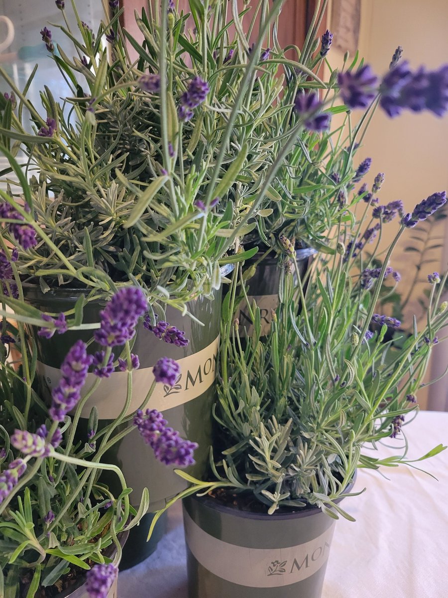 Rod71010914's tweet photo. @DawnDiamondHand Happy Mother's day to you. I am the lucky one to have an amazing mom and wife.
Made my wife breakfast this morning and surrounded her with lavender. https://t.co/gPqgnjiR7K