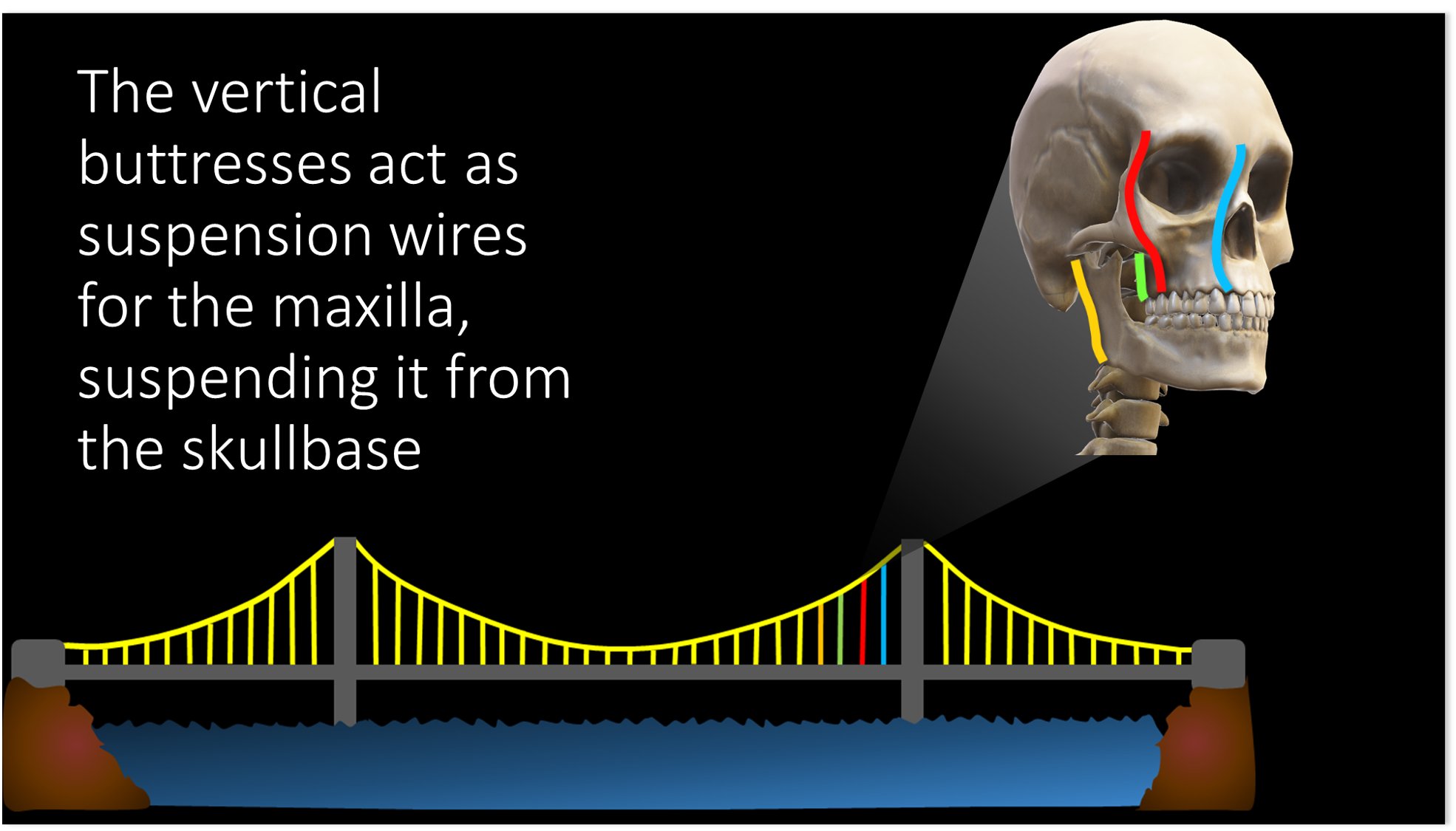 Lea Alhilali, MD on Twitter "1/ My fellows complained they hate