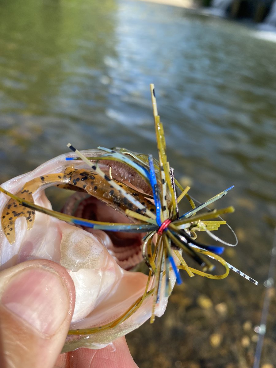 FishingGrahamNC's tweet photo. Spillway bass on super light line and micro baits. #latgemouthbass #microbaits #littlelakes #wnc #finessefishing #jugs #prespawn #BFSfishing https://t.co/ScIXcqmSTK