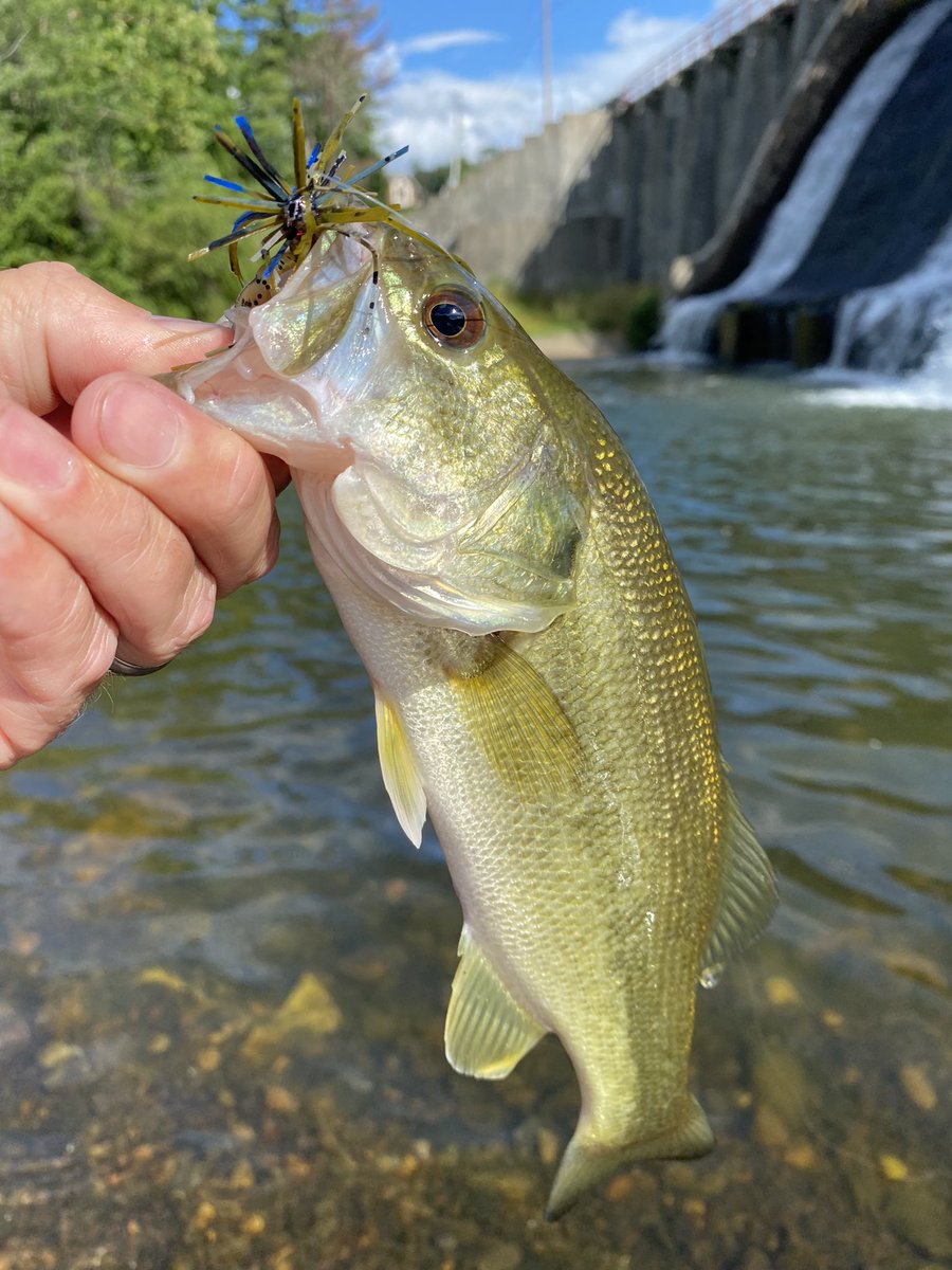 FishingGrahamNC's tweet photo. Spillway bass on super light line and micro baits. #latgemouthbass #microbaits #littlelakes #wnc #finessefishing #jugs #prespawn #BFSfishing https://t.co/ScIXcqmSTK
