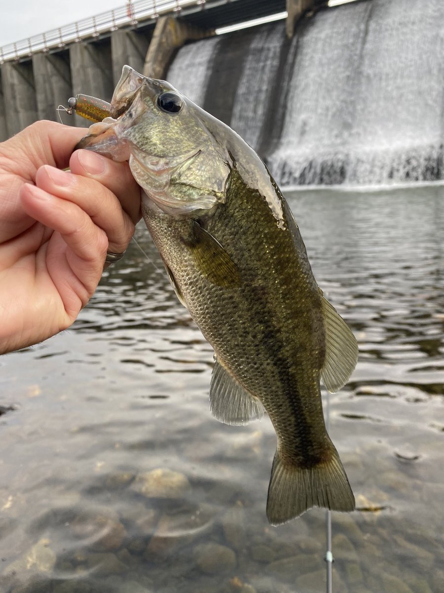 FishingGrahamNC's tweet photo. Spillway bass on super light line and micro baits. #latgemouthbass #microbaits #littlelakes #wnc #finessefishing #jugs #prespawn #BFSfishing https://t.co/ScIXcqmSTK