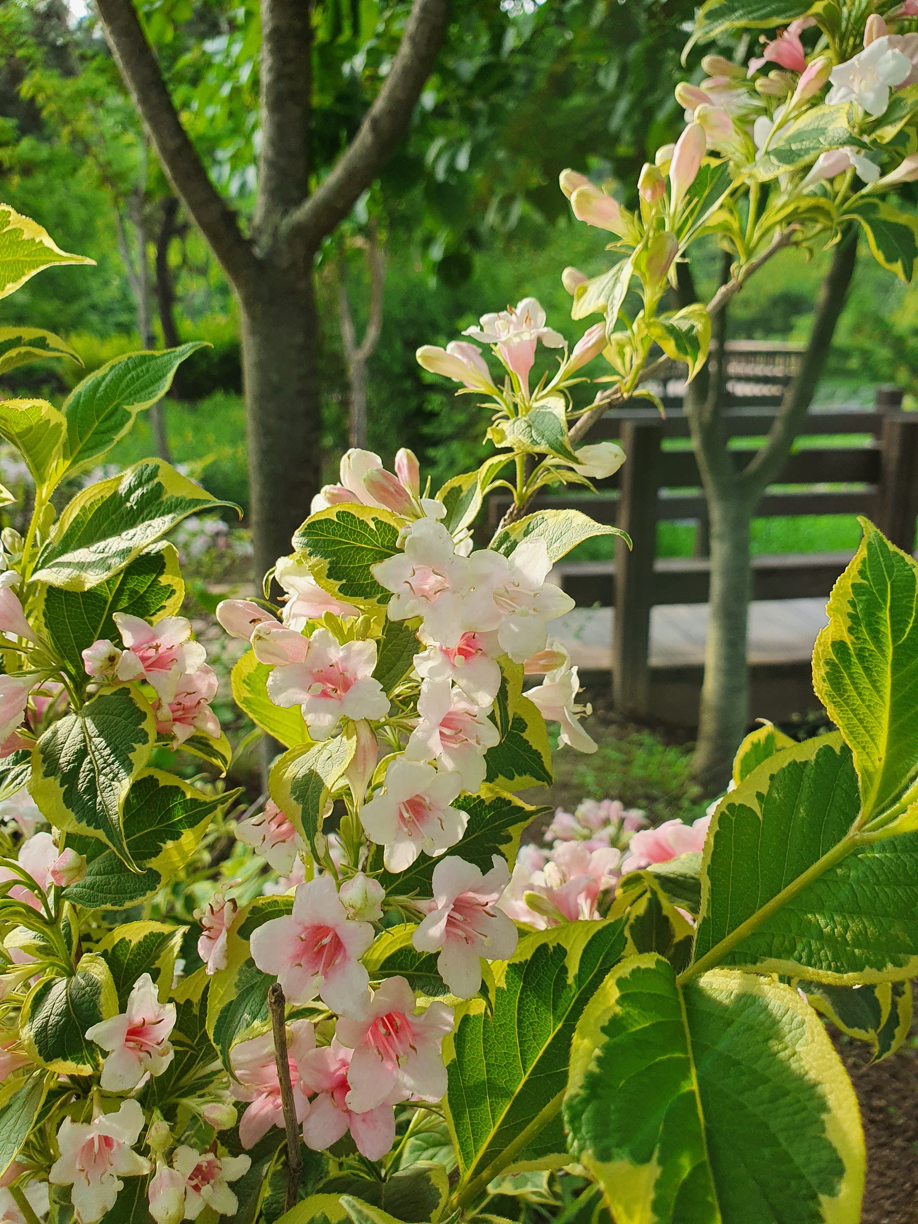 Lianhuagongzhu 晚上好 水木园 花儿https T Co Xfv6uba72g Twitter