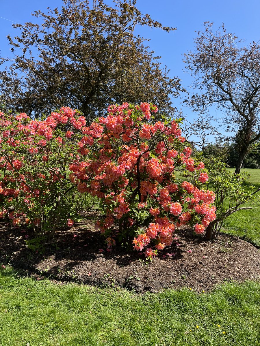 sharon_pink's tweet photo. Well done to everyone keeping #PinnerVillageGardens looking so beautiful ⁦@Proud_of_Pinner⁩ ⁦@MPSPinnerSouth⁩ ⁦@PinnerLocal⁩ #walklocal https://t.co/Es9xHydMz0