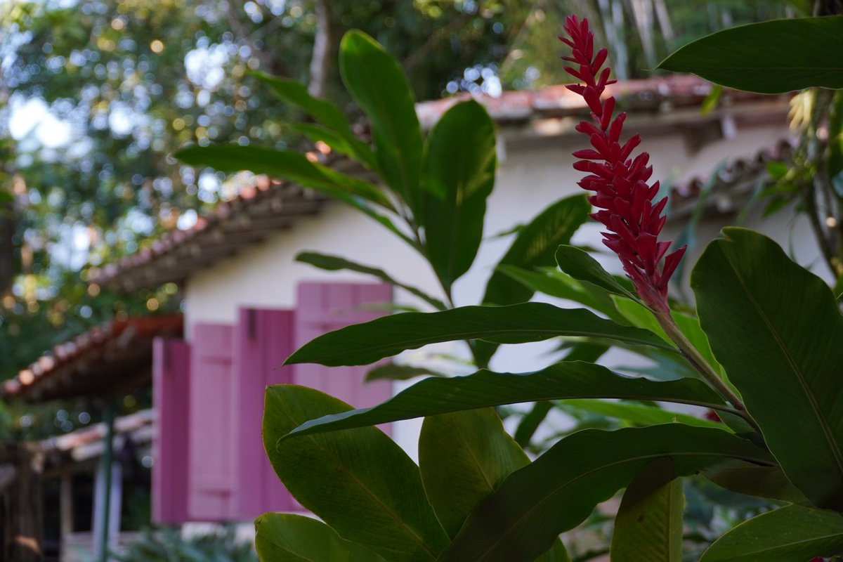 ImbFrank's tweet photo. Strolling the #colonial #imperial #paraty #riodejaneiro #brazil #brasil #streetphotography #streetphotographer #streetphotos #streetphoto #banana #nature #naturephotography #imbdigitalgallery #imanagementbrazil #imb https://t.co/fiQFd4gFyo