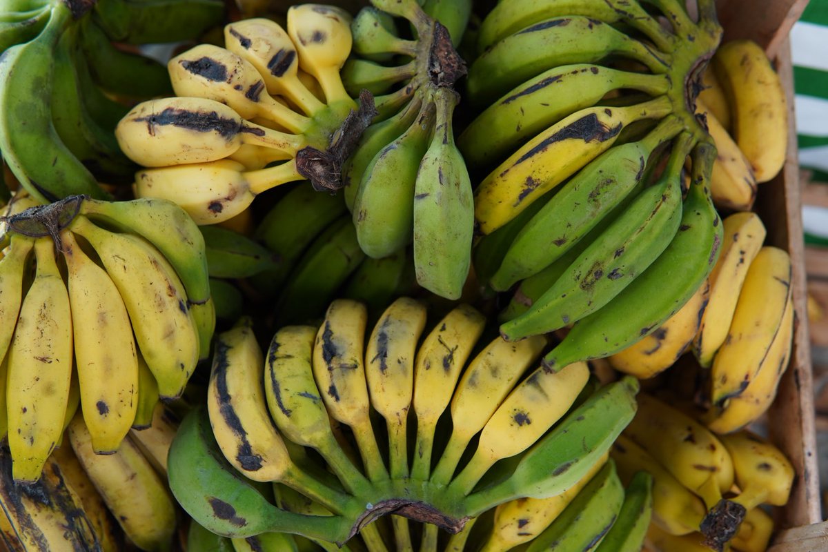 ImbFrank's tweet photo. Strolling the #colonial #imperial #paraty #riodejaneiro #brazil #brasil #streetphotography #streetphotographer #streetphotos #streetphoto #banana #nature #naturephotography #imbdigitalgallery #imanagementbrazil #imb https://t.co/fiQFd4gFyo